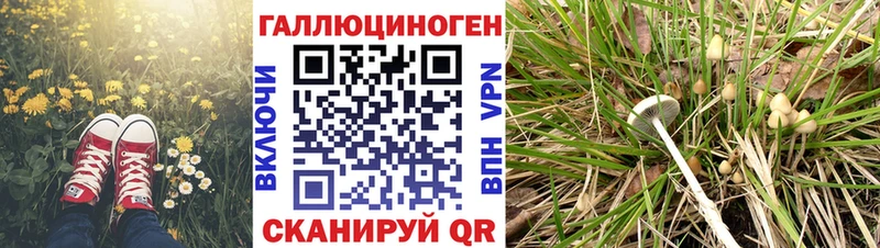 где купить наркоту  Шуя  гидра маркетплейс  Псилоцибиновые грибы мухоморы 